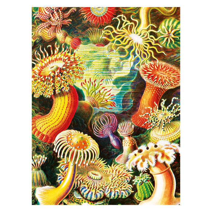 Kunstformen Der Natur 30X40 Poster