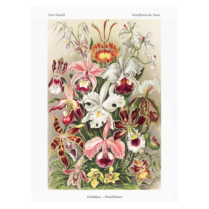 Orcideae 30X40 Poster