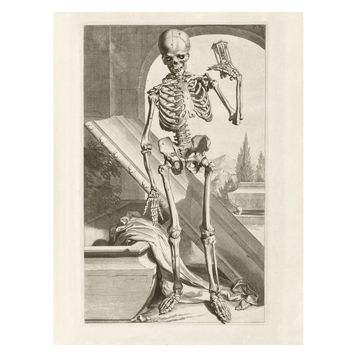 Skeleton Anatomy 30X40 Poster