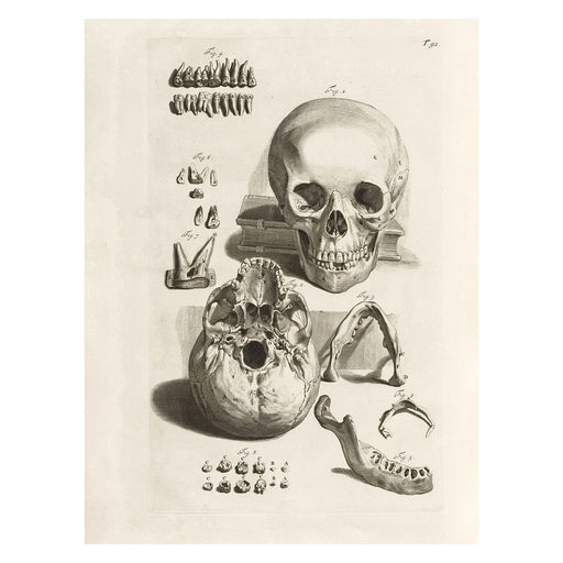 Skull Anatomy 30X40 Poster