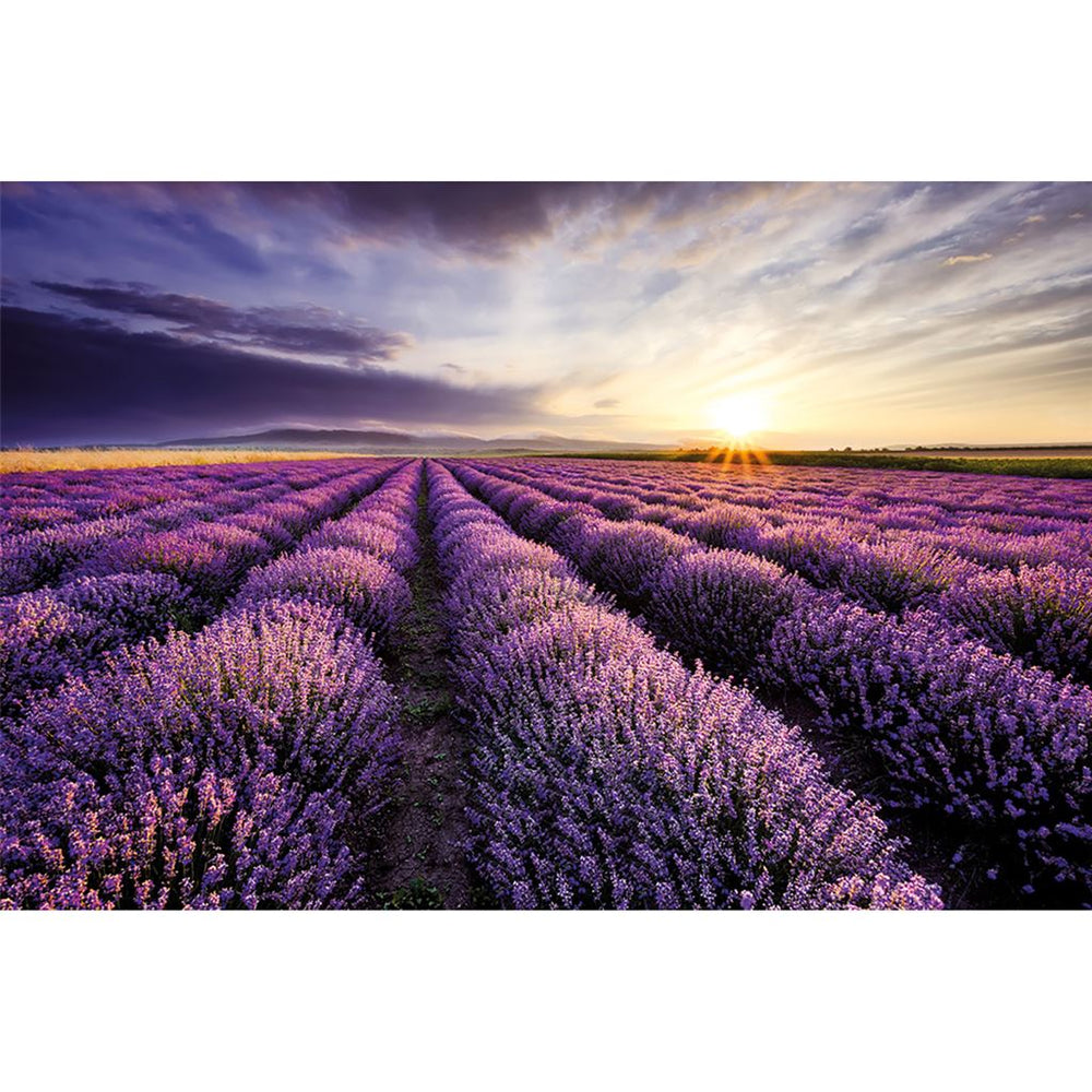 Lavender Field Sunset Maxi Poster