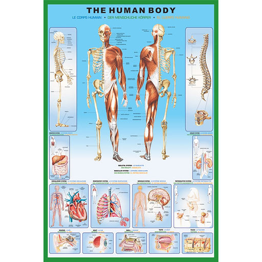 Human Body Maxi Poster