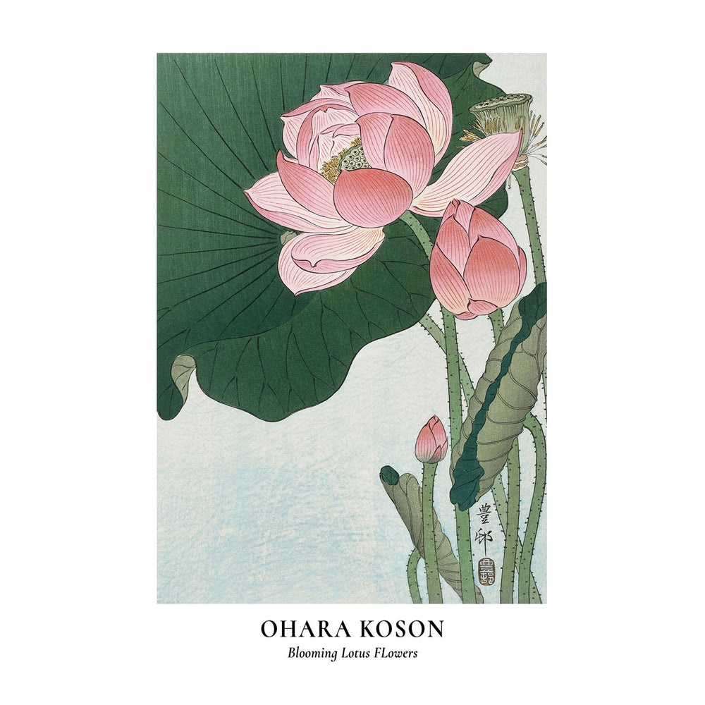 Lotus Flower 30X40 Poster